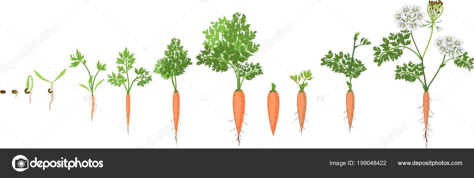 Two Year Life Cycle Carrot Development Planting Seed Flowering Plant ...