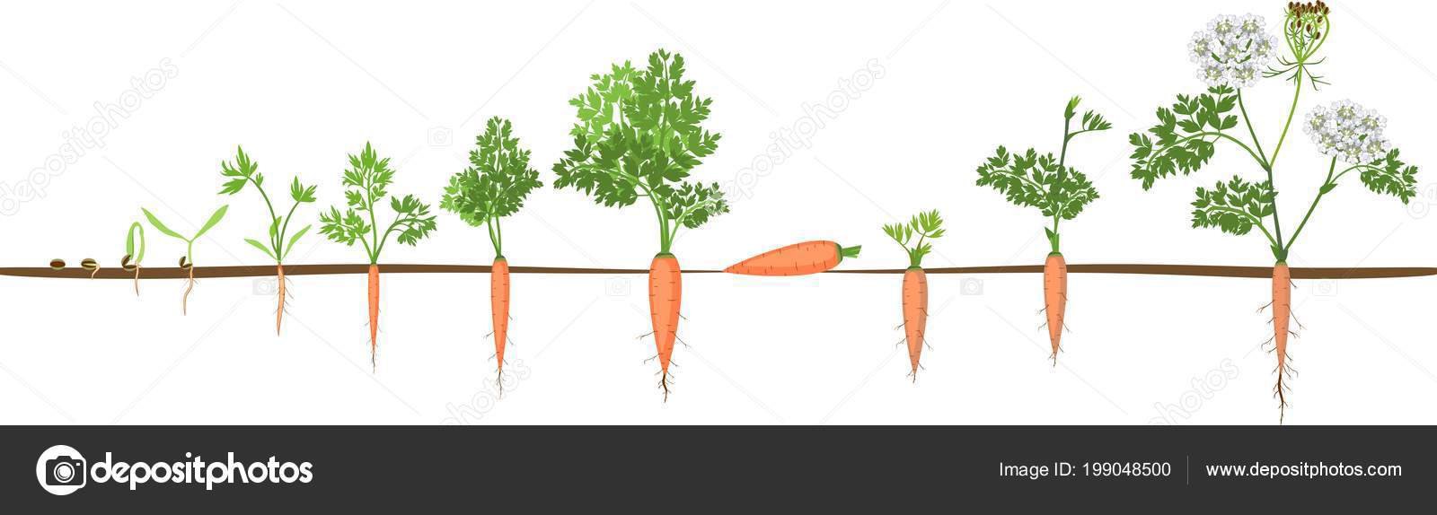 Two Year Life Cycle Carrot Development Planting Seed Flowering Plant