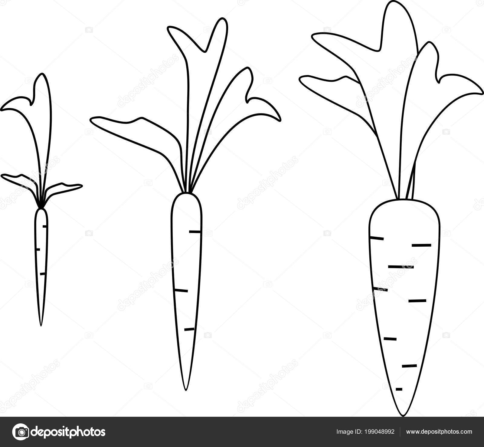 Carrot Growth Stages Coloring Pages Stock Vector C Mariaflaya