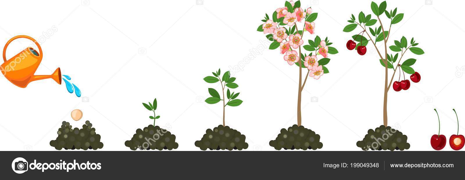planting cherry trees from seed