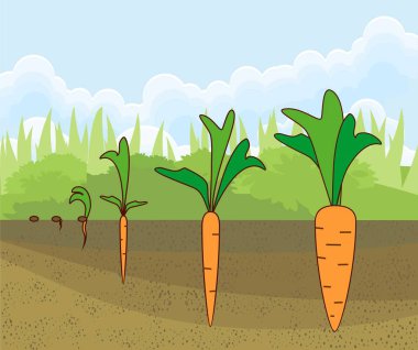 Havuç Tohum dan büyüyen 