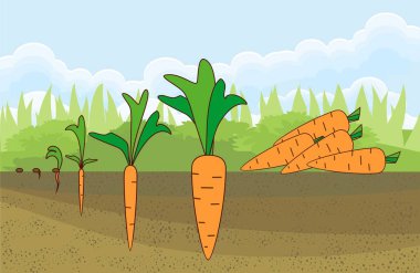 Havuç büyüme aşamaları