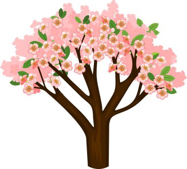 Beyaz arka plan üzerinde pembe sakura ağacı çiçek açan 