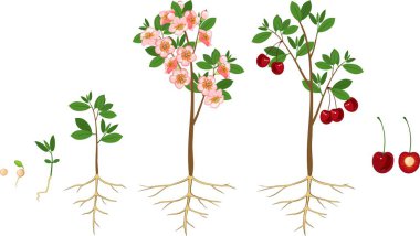 Stages of growth of tree from seed. Life cycle of cherry tree. Tree with root system clipart