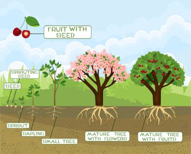 Plant growing from seed to cherry tree with captions. Life cycle of tree. Tree with root system clipart