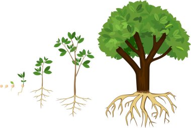 Tohumdan ağaç bitki büyüme sıralı aşamaları. Bitki büyüme sahne