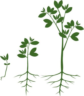 Sıralı ağacına tohumdan bitkinin büyüme aşamaları