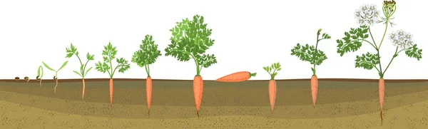 Двухлетний Жизненный Цикл Развития Моркови Посадки Семян Цветения Растений Стадия — стоковый вектор