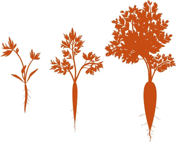 Carrot Growth Stages Silhouettes Carrot — Stock Vector