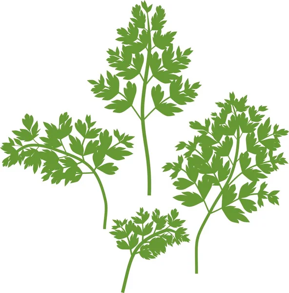 Silhouettes Green Parsley Leaves — Stock Vector
