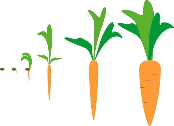 Cultivo Zanahorias Partir Semillas — Archivo Imágenes Vectoriales