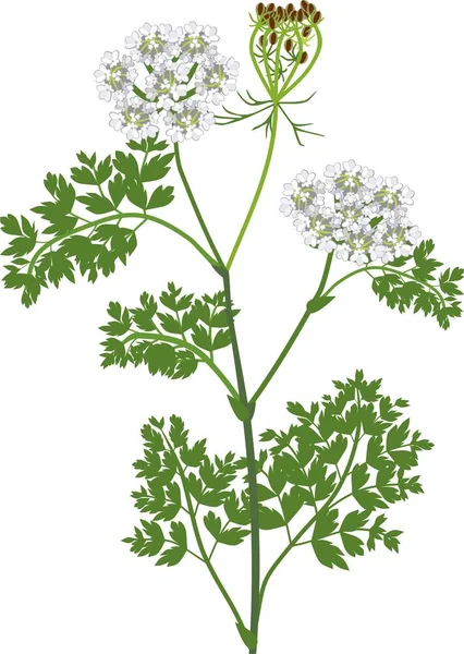 Queen Anne Lace Lub Dzikiej Marchwi Rośliny Kwiatami Białym Tle — Wektor stockowy