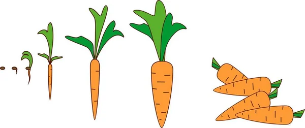 Stages Growth Carrots Seeding Harvesting — Stock Vector