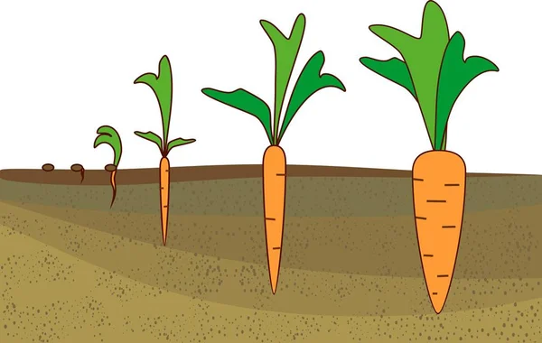 从种子中种植胡萝卜 — 图库矢量图片