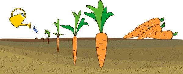 胡萝卜生长阶段 从播种和浇水到收割 — 图库矢量图片