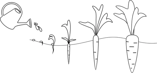 Carrot Growth Stages Coloring Pages — Stock Vector