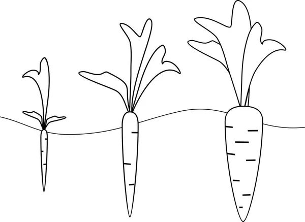 Las Etapas Crecimiento Zanahoria Para Colorear Páginas — Vector de stock