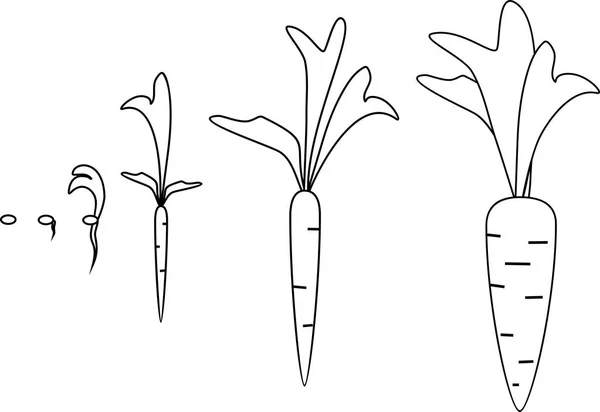 Carrot Growth Stages Coloring Pages — Stock Vector