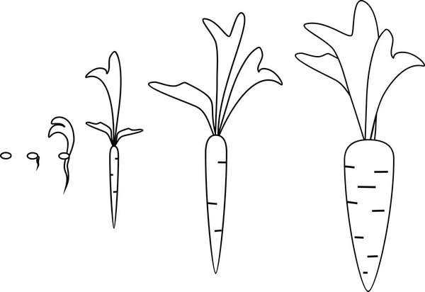 Etapy Wzrostu Marchwi Kolorowanki — Wektor stockowy