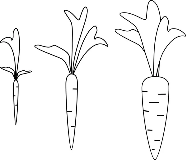 Carrot Growth Stages Coloring Pages — Stock Vector