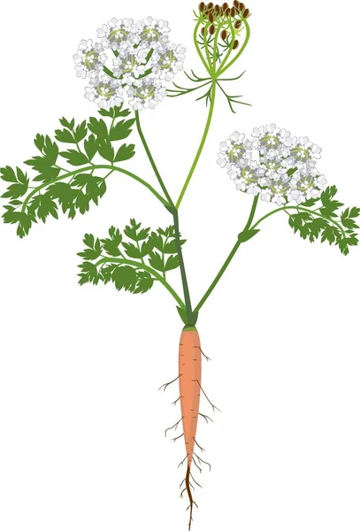 Orangefarbene Karottengrüne Blätter Und Blüten Auf Weißem Hintergrund Blühende Möhre — Stockvektor
