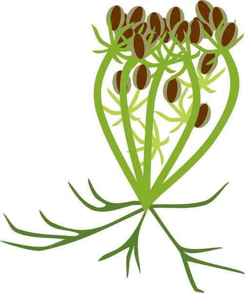 Umbel Wild Carrot Plant Seeds White Background — Stock Vector