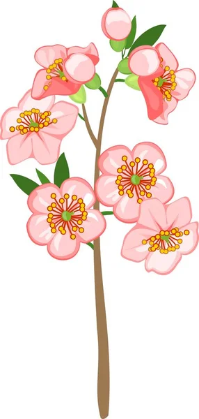 Flowering Sakura Branch Pink Flowers White Background — Stock Vector