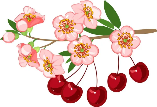 Flowering Sakura Branch Pink Flowers Ripe Red Cherry White Background — Stock Vector