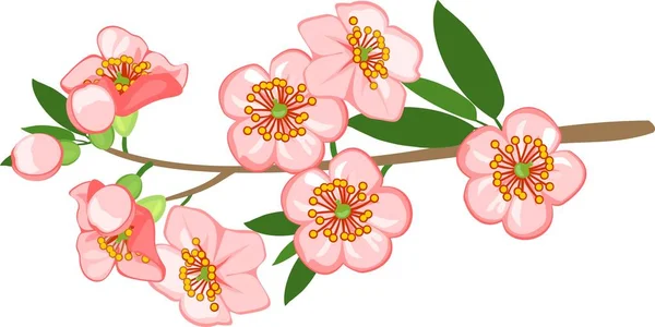 Ramo Sakura Florido Com Flores Cor Rosa Sobre Fundo Branco — Vetor de Stock