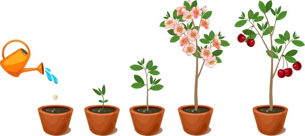 Kiraz Ağacına Tohumdan Büyüyen Bitki Bitki Büyüme Sahne — Stok Vektör