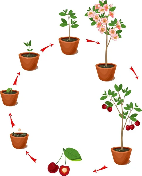 Plante Poussant Graine Cerisier Stade Croissance Des Plantes — Image vectorielle