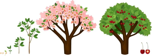 桜の木に種から育つ植物 植物の生育 — ストックベクタ