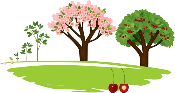 Pflanze Die Vom Samen Zum Kirschbaum Wächst Wachstumsphase Der Pflanzen — Stockvektor