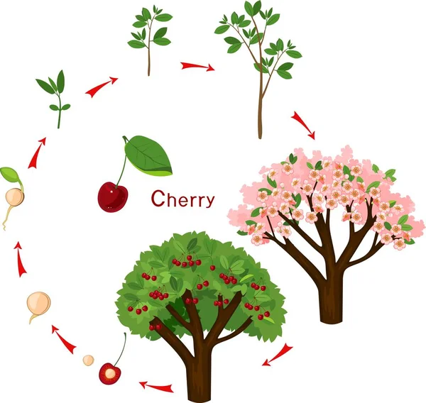 植物从种子生长到樱桃树 植物生长阶段 — 图库矢量图片