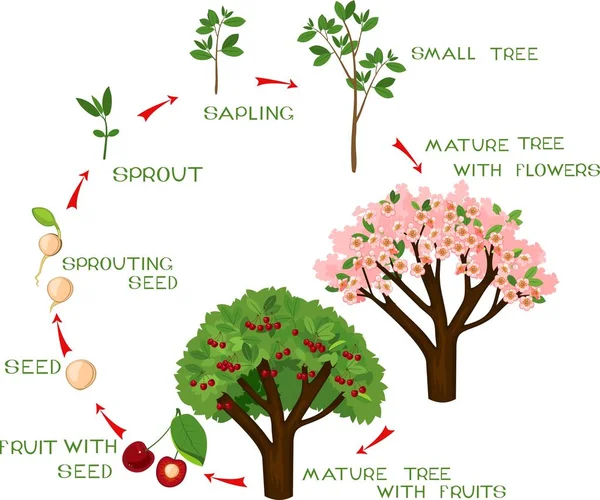 Cykl Życia Wiśniowe Drzewo Napisami Roślin Nasion Drzewa Wiśni — Wektor stockowy