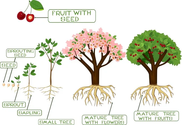 Roślin Nasion Wiśniowego Drzewa Napisami Cykl Życia Drzewa Drzewa Systemu — Wektor stockowy
