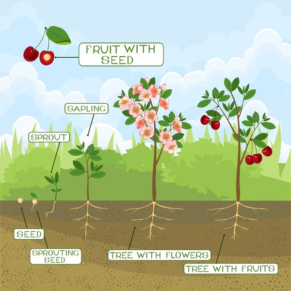 Növény Vetőmag Cseresznyefa Feliratok Életciklus Gyökérzet — Stock Vector