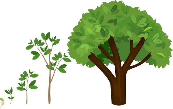 Tahap Tahap Pertumbuhan Pohon Dari Benih Siklus Hidup Dari Pohon - Stok Vektor