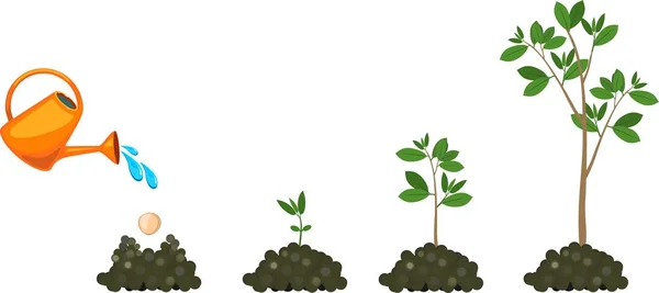 树从种子生长的阶段 树的生命周期 从种子到大树 浇灌植物 — 图库矢量图片