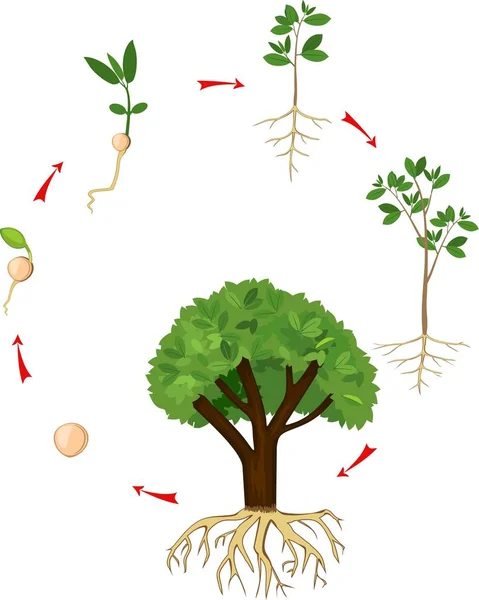 Estágios Sequenciais Crescimento Planta Semente Árvore Estágio Crescimento Vegetal — Vetor de Stock