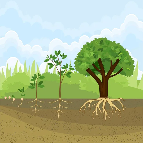 Sıralı Ağacına Tohumdan Bitkinin Büyüme Aşamaları — Stok Vektör