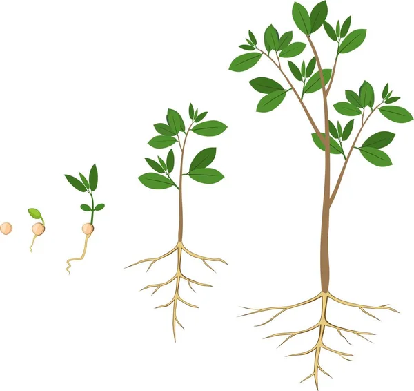 Sekventiell Stadier Tillväxt Växten Från Frö Till Träd Anläggningen Tillväxtfas — Stock vektor