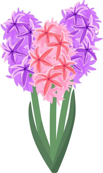 Flores Jacinto Rosa Púrpura Sobre Fondo Blanco — Vector de stock