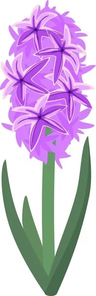 Flor Jacinto Púrpura Sobre Fondo Blanco — Vector de stock