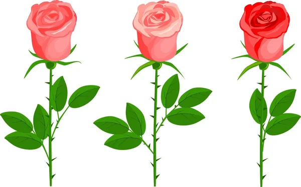 Set Von Drei Rosen Mit Grünen Blättern Auf Weißem Hintergrund — Stockvektor