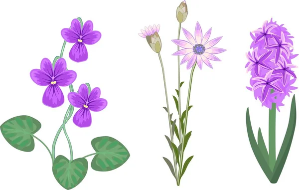 Gartenpflanze Mit Lila Blüten Auf Weißem Hintergrund — Stockvektor