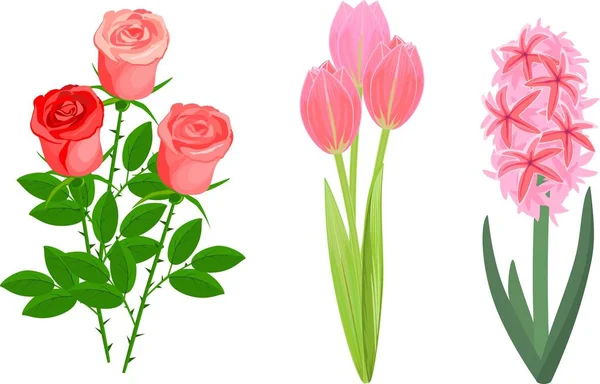 Ensemble Plantes Jardin Populaires Avec Des Fleurs Roses Sur Fond — Image vectorielle