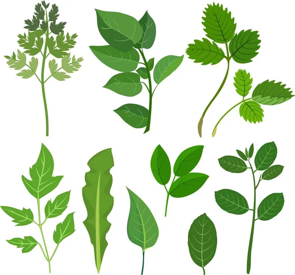 Set Aus Verschiedenen Grünen Blättern Auf Weißem Hintergrund — Stockvektor