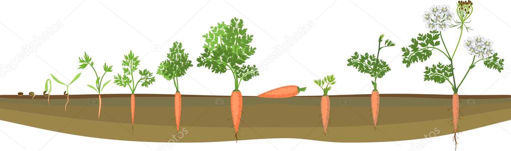 A two-year life cycle of carrot development from planting a seed to flowering plant. Carrot growth stage 