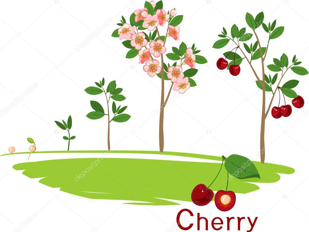 Plant growing from seed to cherry tree. Plant growth stage 